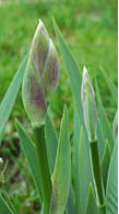 Iris flower blooming